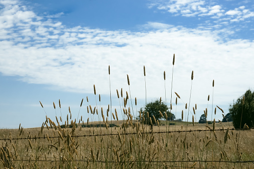 Long grass and fence in rural field alongside Australian highway