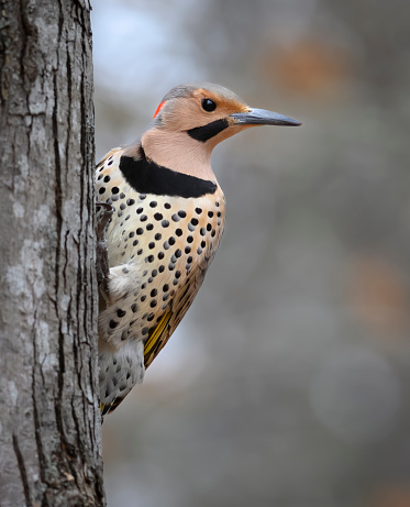 A male Northern Flicker prepares to take flight.
