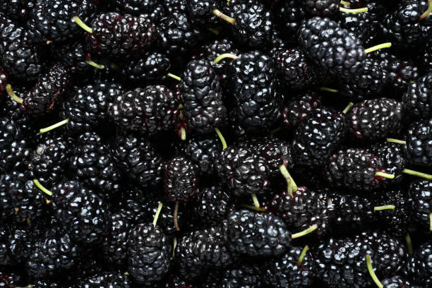 istock Ripe black mulberries as background, top view 1479855986