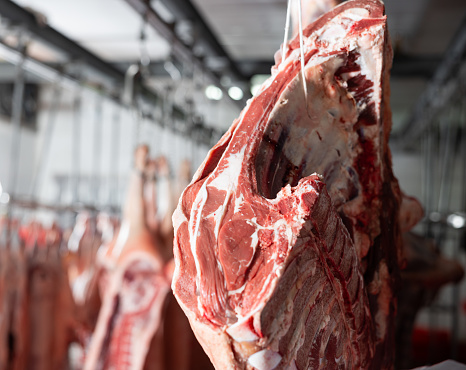 Processed beef carcasses hanging from hooks in storage area of slaughterhouse