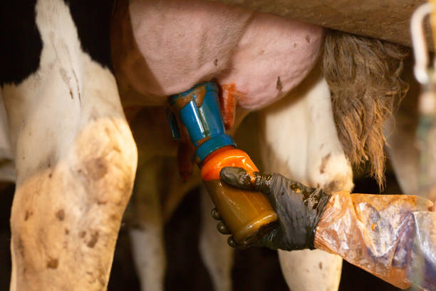 main de l’agriculteur tenant un biberon avec de l’iode sur le pis de la vache avant la traite - sterilely photos et images de collection