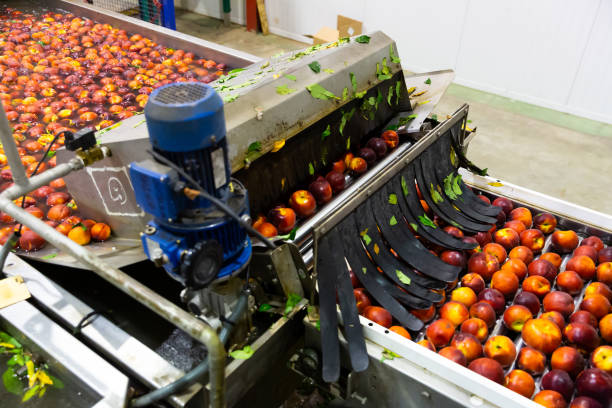 istock Washing peaches on production line in packaging workshop 1479856084