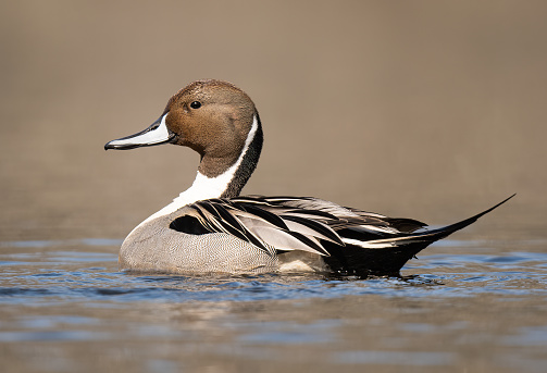 A Pintail Duck swimming in a freshwater pond.