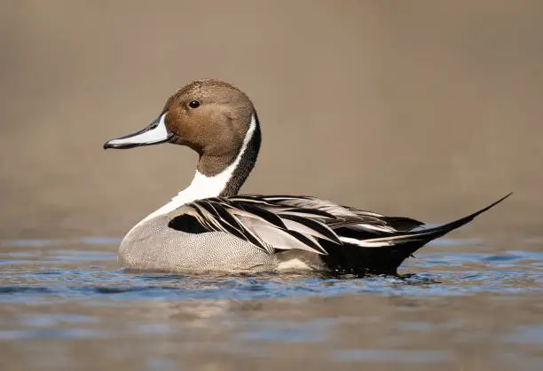 Photo of Pintail Duck.