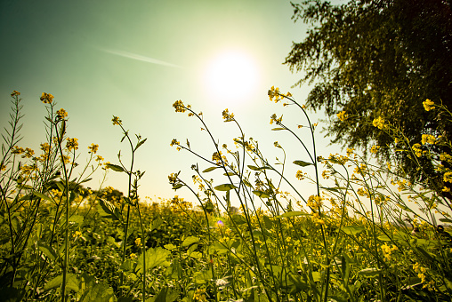 Beautiful flowers of mustard field