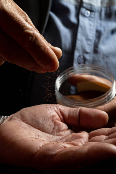 istock Tobacco seeds being poured into a man's hand. 1479865336