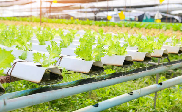 istock vegetable hydroponic system, young and fresh frillice iceberg salad growing garden hydroponic farm plants on water without soil agriculture in the greenhouse organic for health food 1479865631