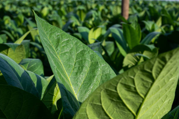 istock Tobacco leaves at dawn. 1479865988