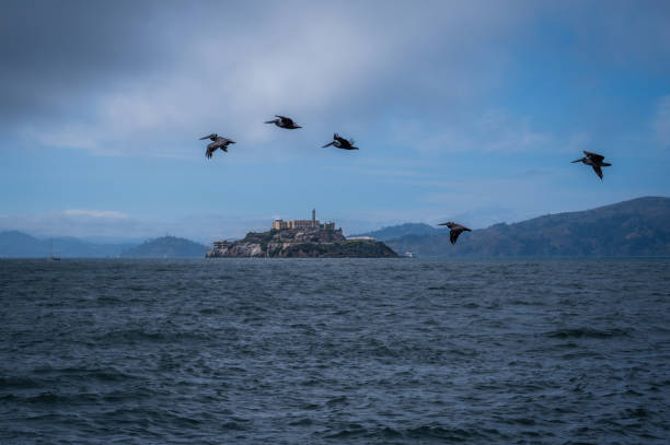 istock Alcatraz Island and flying pelicans 1479866040