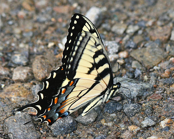 Tiger Swallowtail Butterfly on Gravel stock photo