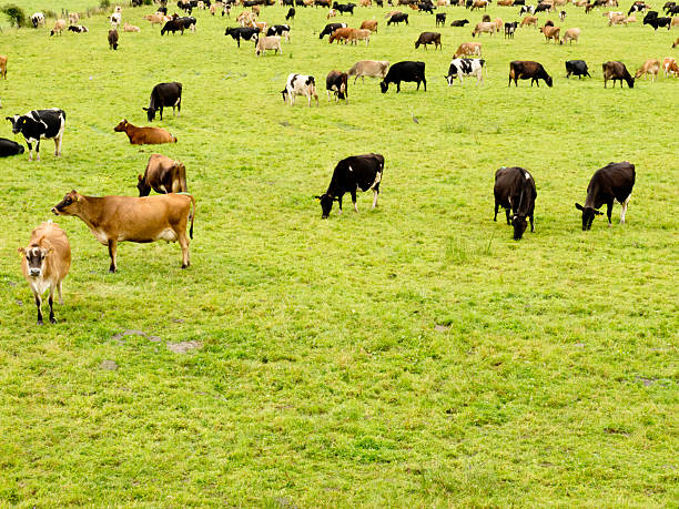 istock Herd of cows on lush green meadow pasture 147986691