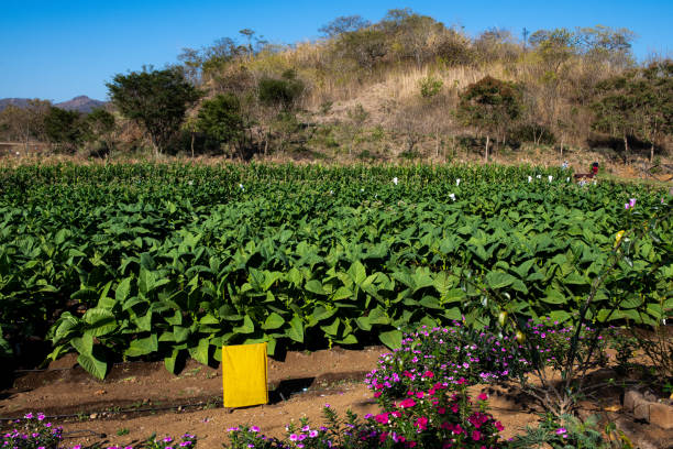 Tobacco Field scene on a farm with sky.
