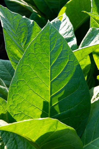 istock Tobacco leaf at dawn. 1479867233