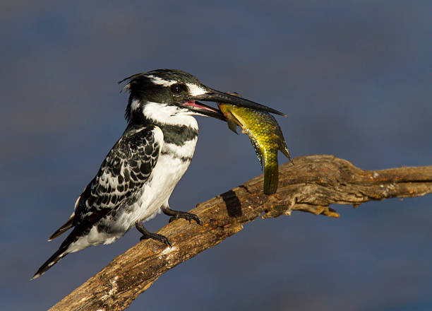 Lovely image of a Pied Kingfisher stock photo