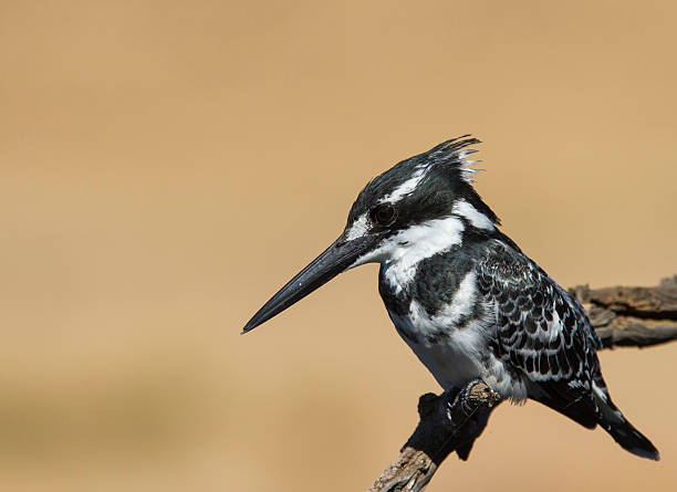 Pied Kingfisher perched against a super background stock photo