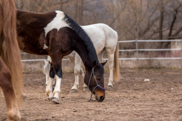 beautiful brown-white horse grazing in focus, in the backgroung other horses. side view. - serbia horse nature landscape imagens e fotografias de stock