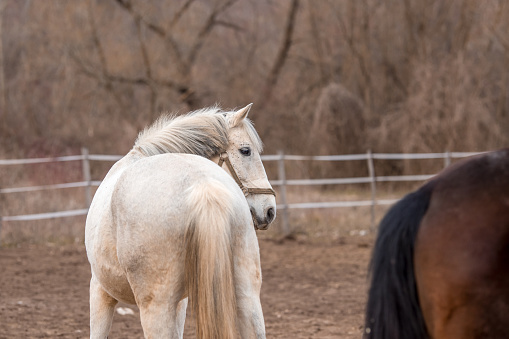 White horse in focus, in the backgroung white fence.