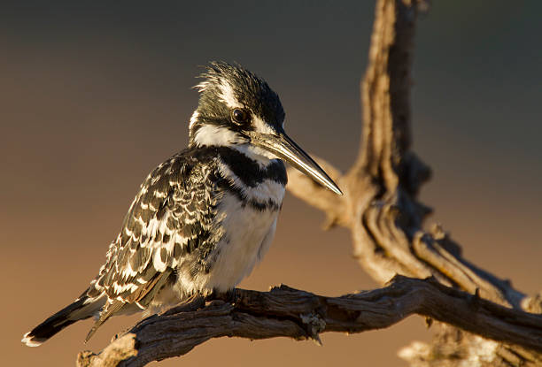 Pied Kingfisher in nice morning light stock photo