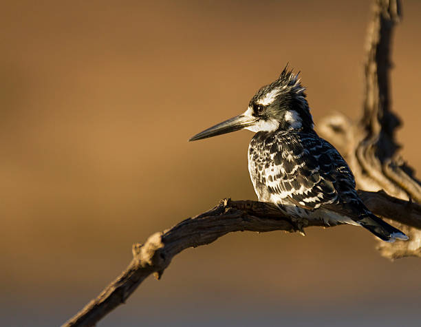 Pied Kingfisher in nice morning light stock photo