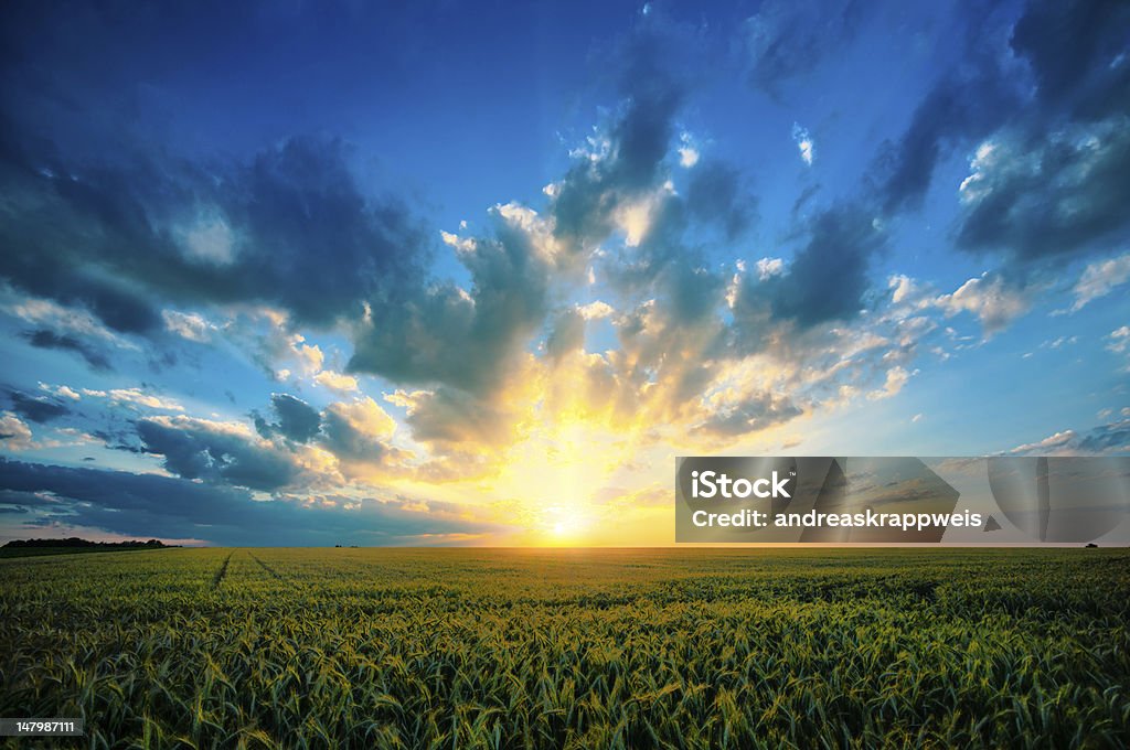 Summer Sunset Summer Sunset on large Rye Field - Digital Composing Agricultural Field Stock Photo