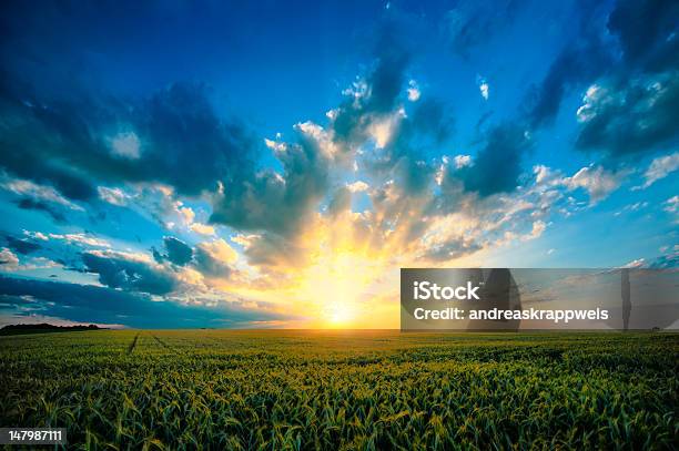 Summer Sunset Stock Photo - Download Image Now - Agricultural Field, Agriculture, Bavaria