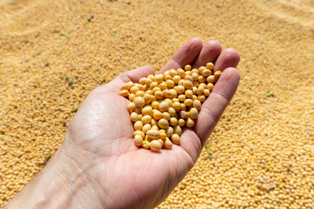 istock Hand full of soybeans 1479875028