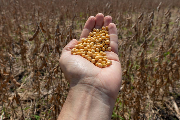 istock Hand full of soybeans 1479875032