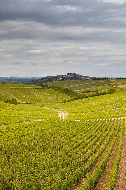 sancerre vignobles - berry fruit green nature fruit photos et images de collection