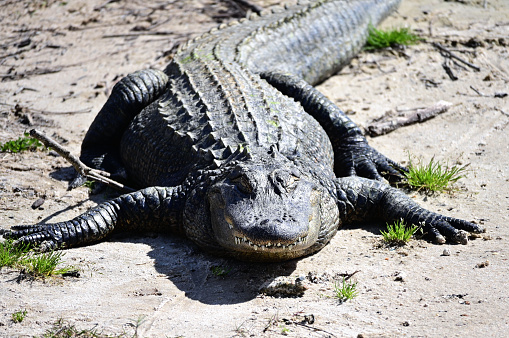 Big alligator sunning himself on the dand.