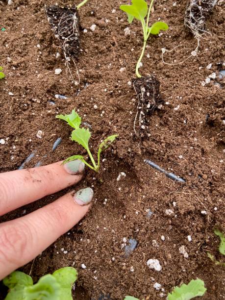 istock Fingers pressing a seedling into the soil 1479877694