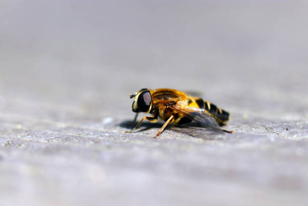istock Hoverfly (Ashibutohanaabu) basking in the sun on a wooden plank (Close up macro photograph on a sunny outdoor) 1479878342