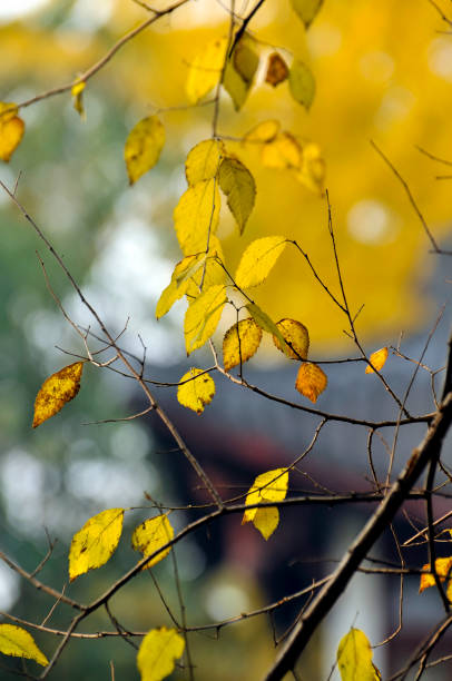 autumn scenery stock photo