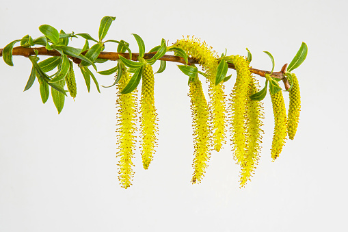 Close-up of weeping willow tree flowers in spring on a white background