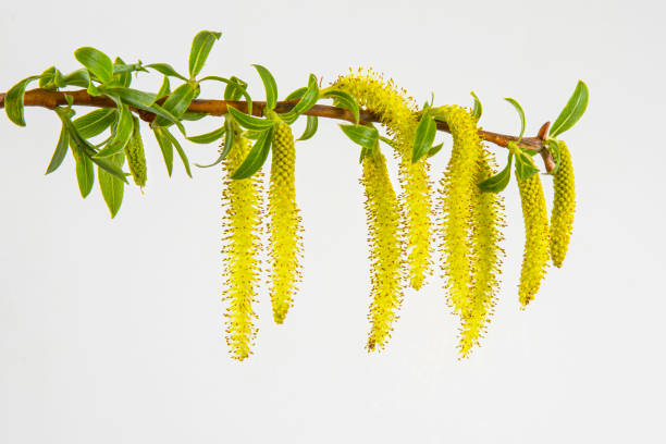 close-up of weeping willow flower - willow tree weeping willow tree isolated imagens e fotografias de stock