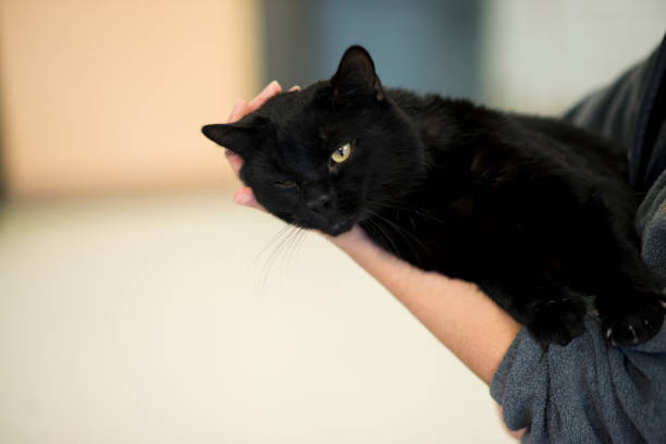 istock Cat Getting Cuddles at the Animal Shelter 1479880748