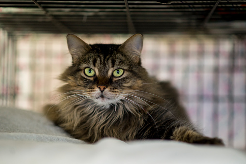 Cute tabby cat with long hair and bright green eyes is laying on a blanket in a cage at the animal shelter waiting to be adopted by a family.