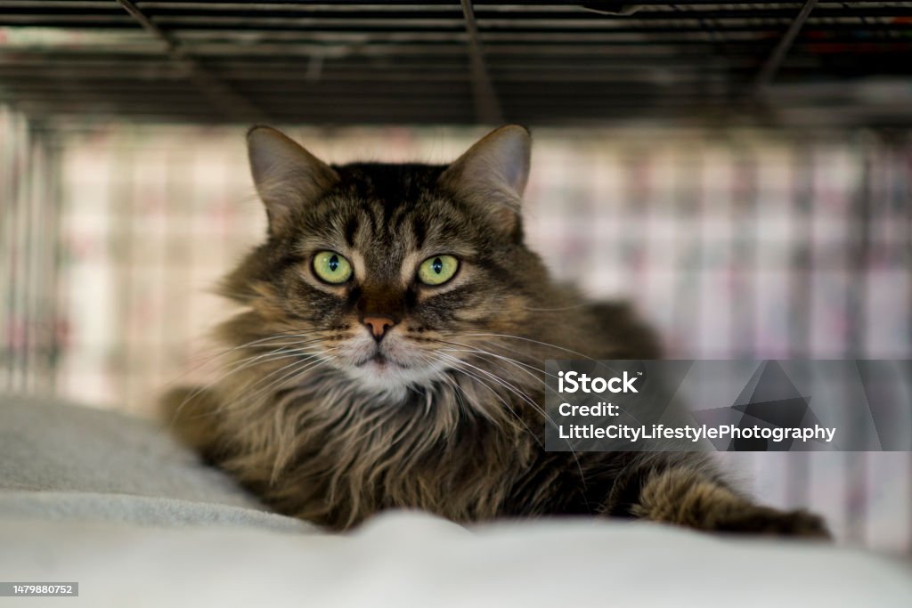 Long Haired Cat at the Animal Shelter Cute tabby cat with long hair and bright green eyes is laying on a blanket in a cage at the animal shelter waiting to be adopted by a family. Domestic Cat Stock Photo