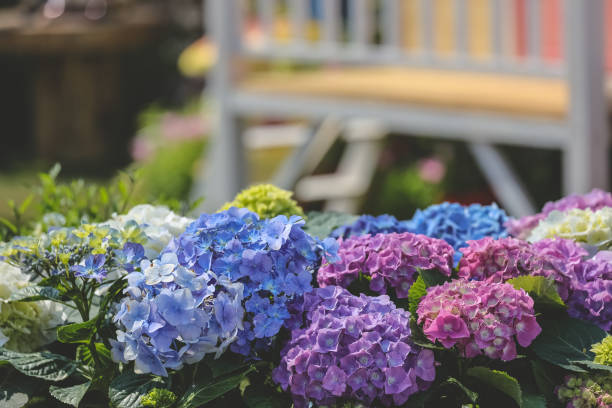 istock a color Hydrangea garden, Blooming In Park 1479881588