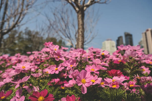 the large Galsang flower blooming in spring