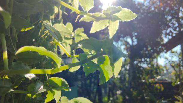 istock Morning with Green Leaves. 1479882129