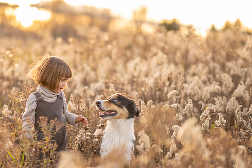 A sweet little girl stands in a field of tall grass with her dog.  She is dressed casually as the two spend time together a sunset.