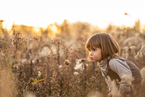 A sweet little girl wanders through the tall dry grass on a beautiful fall evening.  She is dressed casually as the sun sets and she blows Dandelion wishes.