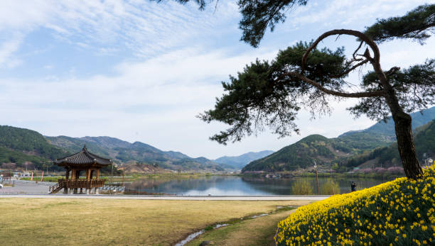 Daffodil flower garden in Jirisan Cheese Land, Gurye with yellow daffodil flowers (April 4, 2023, Gurye-gun, Jeollanam-do, Korea)