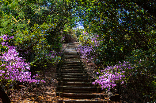 Hidden staircase in the wilderness surrounded by vibrant blooms.