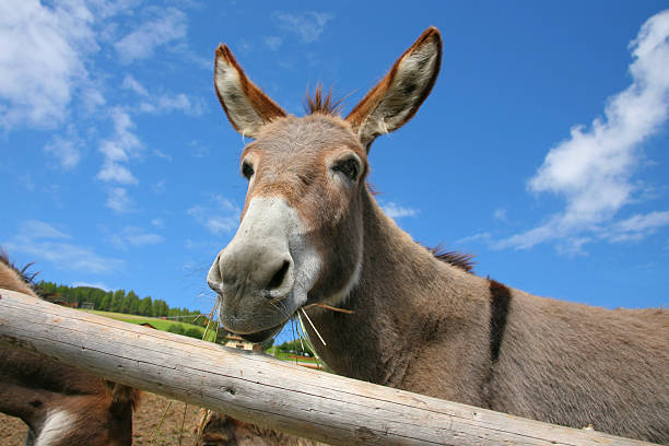 istock Donkey face, Dolomites, Italy 147988744