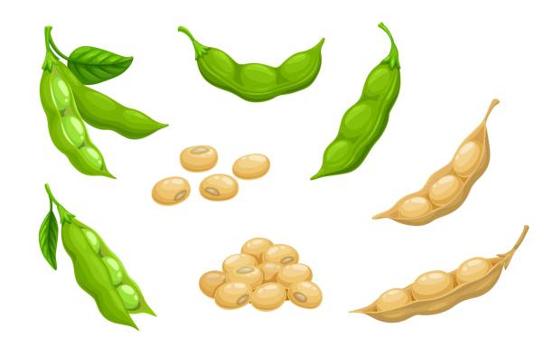 ilustrações de stock, clip art, desenhos animados e ícones de raw soy, soybeans pods isolated vector set, crop - green pea illustrations