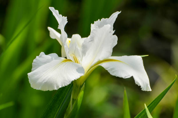 istock close up of white flower 1479888102
