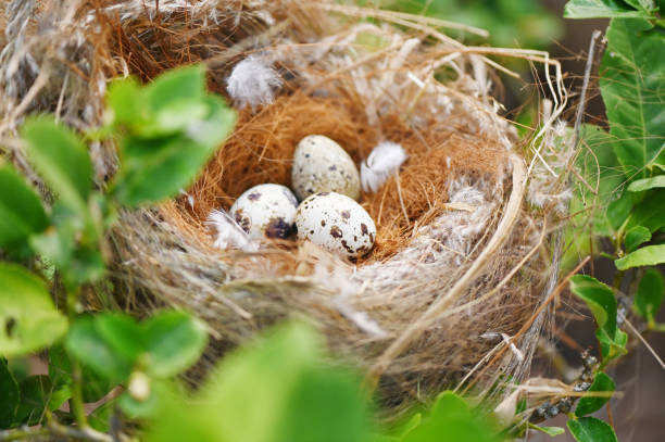 istock bird nest on tree branch with three eggs inside, bird eggs on birds nest and feather in summer forest , eggs easter concept 1479890752