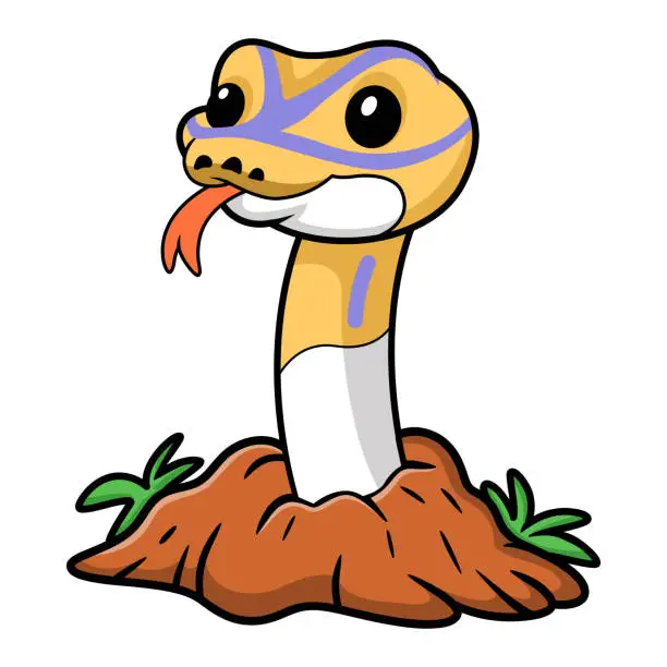 Vector illustration of Cute banana pied ball python cartoon out from hole