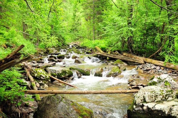 Felled tree trunks block the course of a small stormy river flowing from the mountains through the summer forest, skirting the stones. Tevenek River (Third River), Altai, Siberia, Russia.